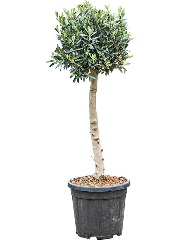 Planta naturala de exterior Stem D40xH140cm Olea europaea (110-130) PS30/26cm in pamant