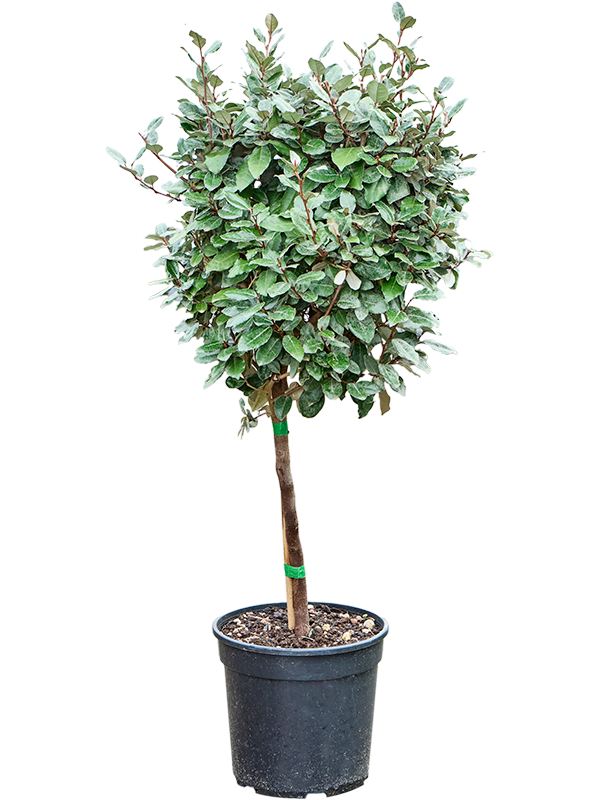 Planta naturala de exterior Stem D45xH120cm Elaeagnus ebbingei PS30/27cm in pamant