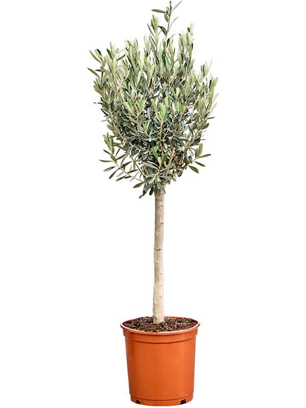 Planta naturala de exterior Stem D45xH120cm Olea europaea (100-140) PS26/25cm in pamant