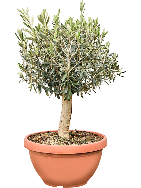 Planta naturala de exterior Stem D45xH100cm Olea europaea (70-90) PS37/20cm in pamant