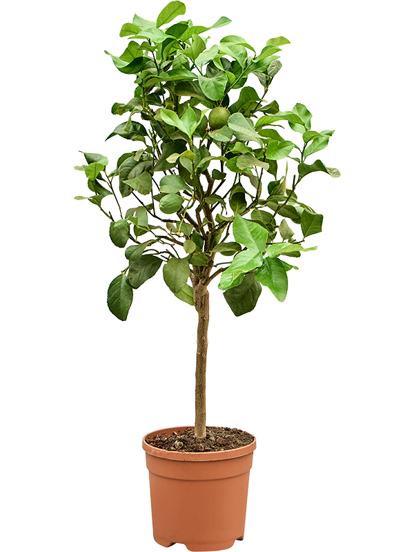 Planta naturala de exterior Stem D45xH95cm Citrus lemon PS20/18cm in pamant