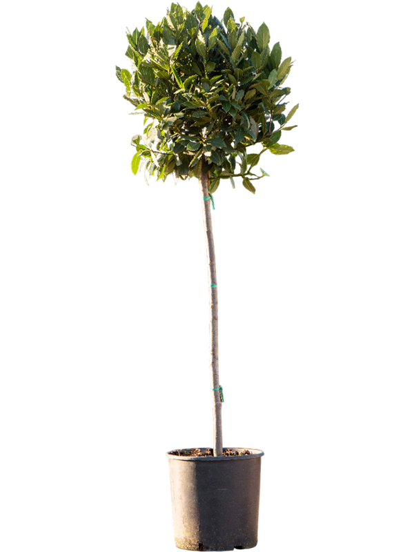 Planta naturala de exterior Stem D50xH150cm Laurus nobilis PS31/29cm in pamant
