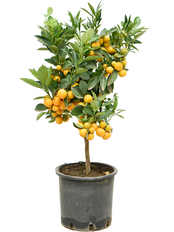 Planta naturala de exterior Stem D50xH65cm Citrus (Citrofortunella) calamondin PS22/19cm in pamant