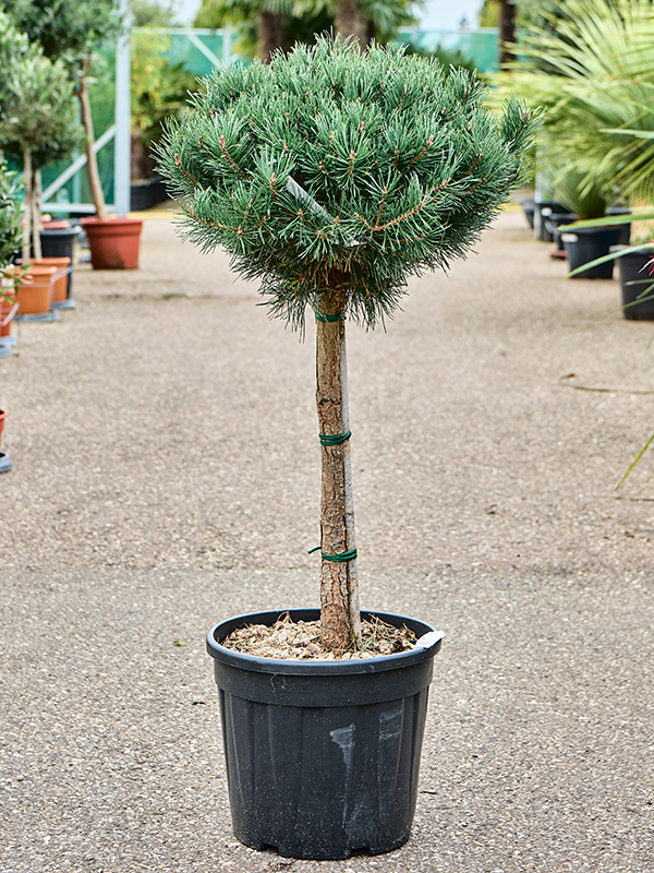 Planta naturala de exterior Stem D55xH115cm Pinus sylvestris 'Watereri Nana' (140-150) PS35/30cm in pamant