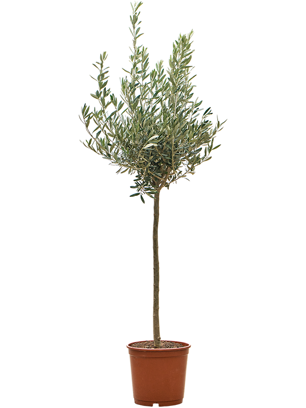 Planta naturala de exterior Stem D55xH135cm Olea europaea (120-150) PS26/25cm in pamant