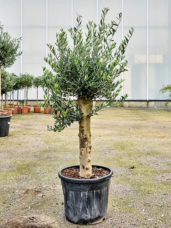 Planta naturala de exterior Stem D60xH130cm Olea europaea PS45/37cm in pamant