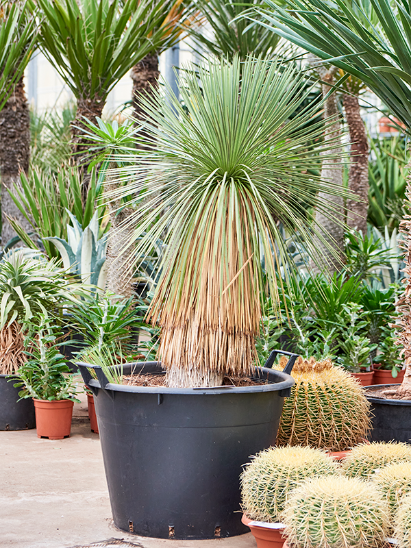 Planta naturala de exterior Stem D60xH140cm Yucca linearifolia PS55/40cm in pamant