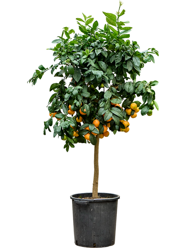 Planta naturala de exterior Stem D60xH170cm Citrus aurantifolia 'Lime Rossa' PS38/37cm in pamant