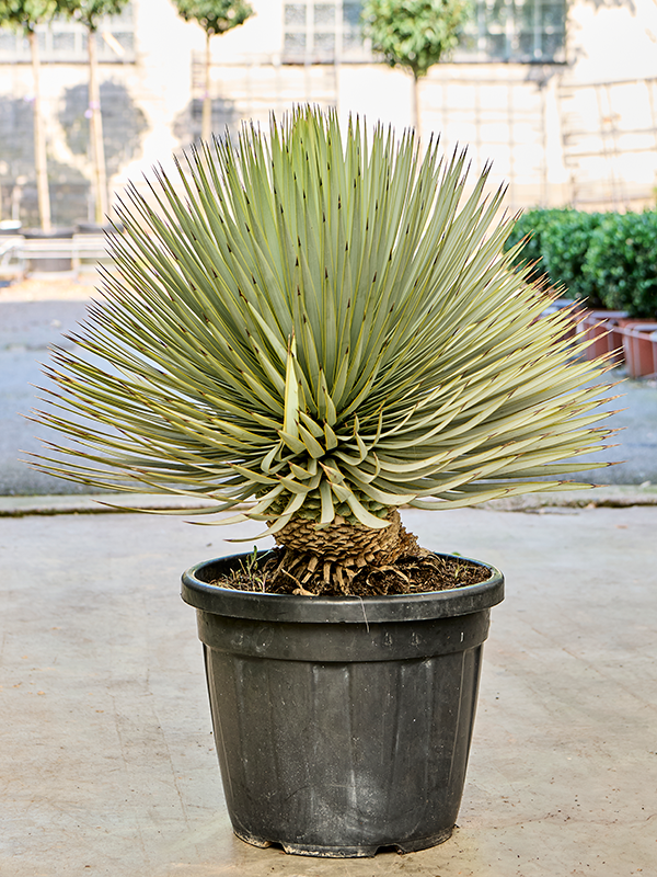 Planta naturala de exterior Stem D60xH80cm Yucca thompsoniana (70-90) PS40/33cm in pamant