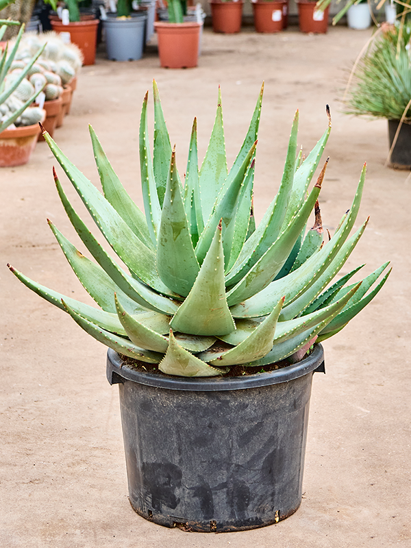 Planta naturala de exterior Stem D65xH70cm Aloe 'Comptonii' PS35/29cm in pamant