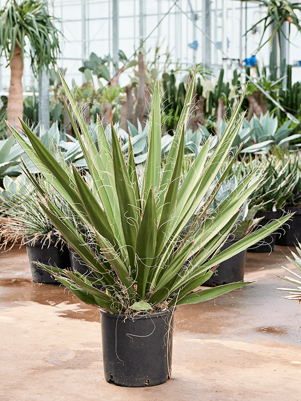 Planta naturala de exterior Stem D70xH100cm Yucca carnerosana PS27/27cm in pamant