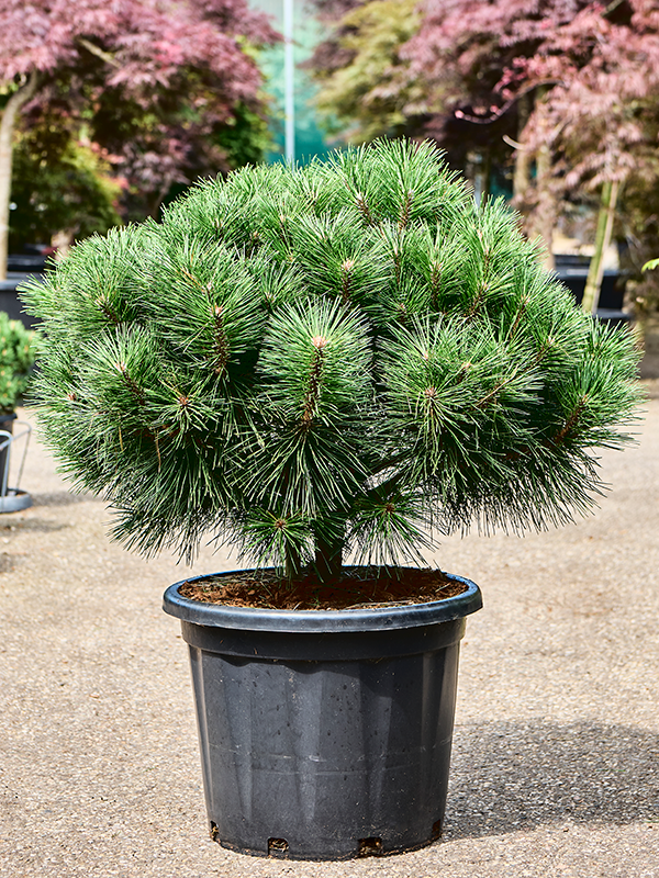 Planta naturala de exterior Stem D70xH110cm Pinus nigra 'Brepo' PS40/32cm in pamant