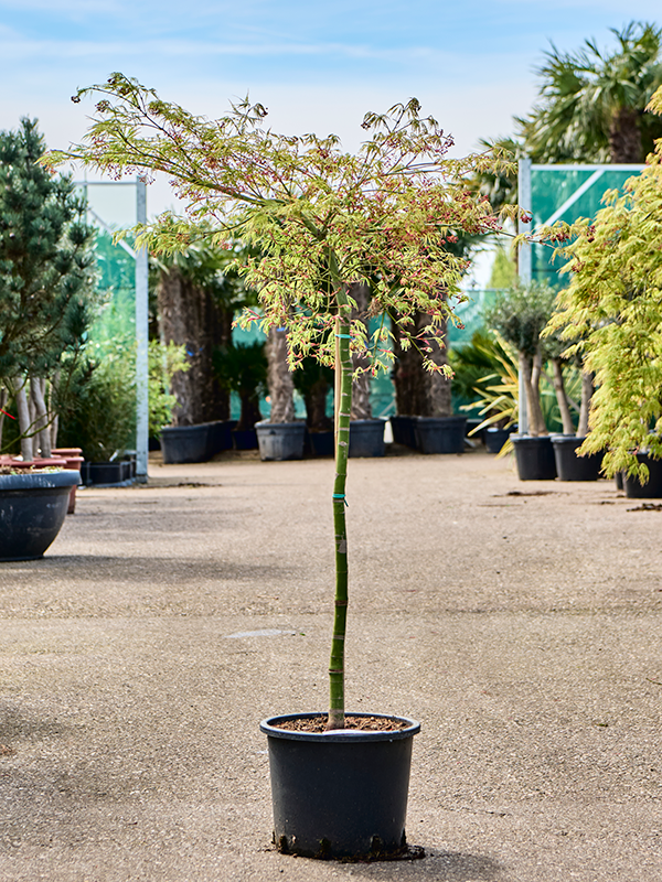 Planta naturala de exterior Stem D75xH135cm Acer pal. diss. 'Viridis' (120-150) PS30/24cm in pamant