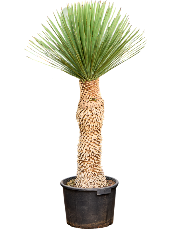 Planta naturala de exterior Stem D75xH160cm Yucca filifera PS40/31cm in pamant