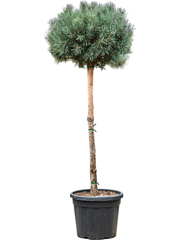 Planta naturala de exterior Stem D75xH180cm Pinus sylvestris 'Watereri Nana' PS42/35cm in pamant