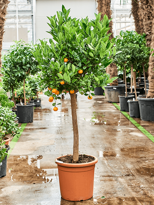 Planta naturala de exterior Stem D80xH150cm Citrus (Citrofortunella) calamondin PS36/32cm in pamant