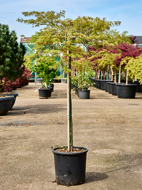 Planta naturala de exterior Stem D80xH160cm Acer pal. diss. 'Viridis' (150-170) PS30/28cm in pamant