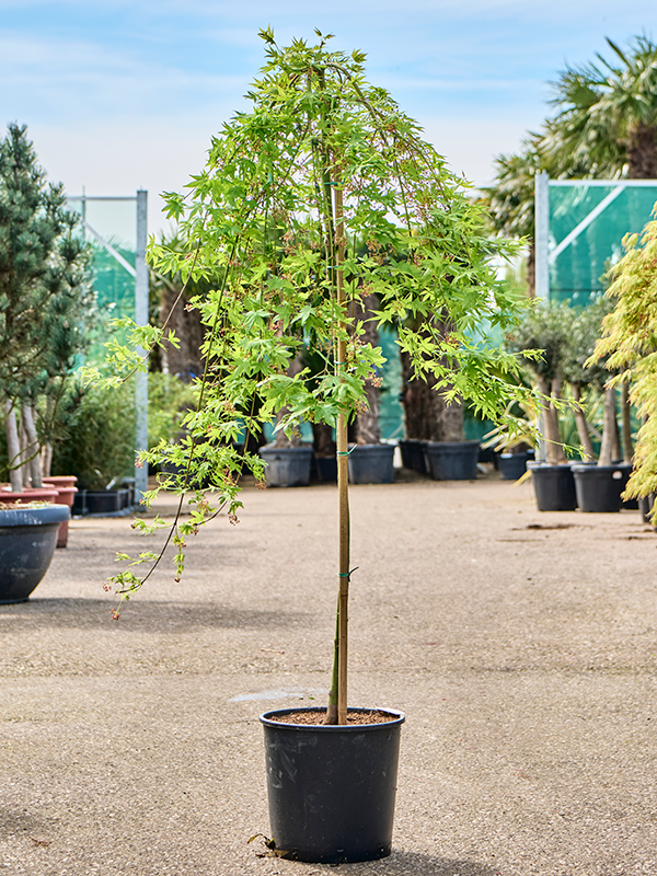 Planta naturala de exterior Stem D80xH165cm Acer pal. 'Ryusen' (160-170) PS30/28cm in pamant