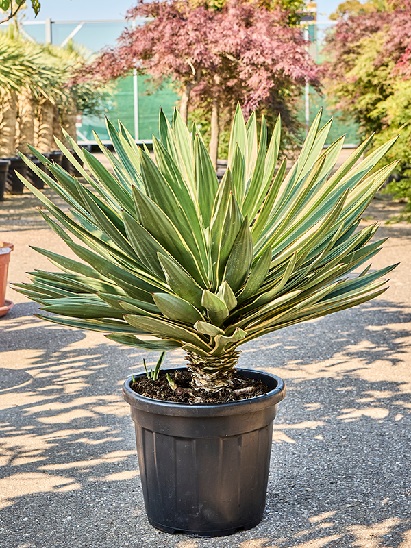 Planta naturala de exterior Stem D80xH90cm Yucca gloriosa variegata PS40/32cm in pamant