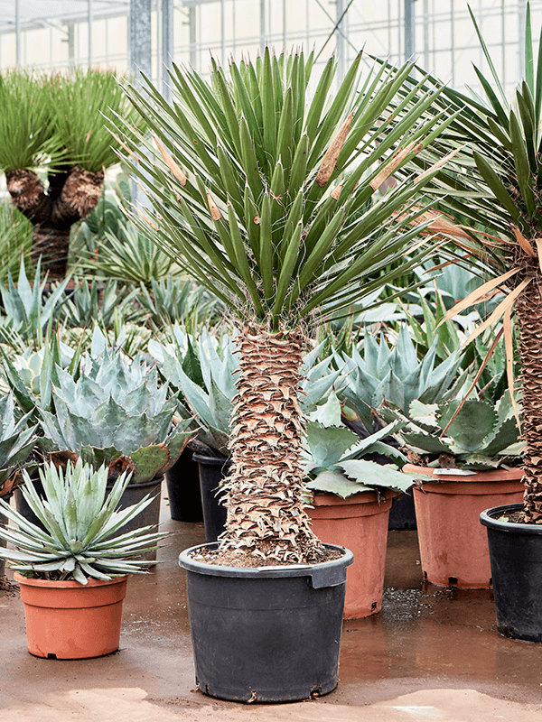 Planta naturala de exterior Stem D90xH100cm Yucca filifera PS37/29cm in pamant