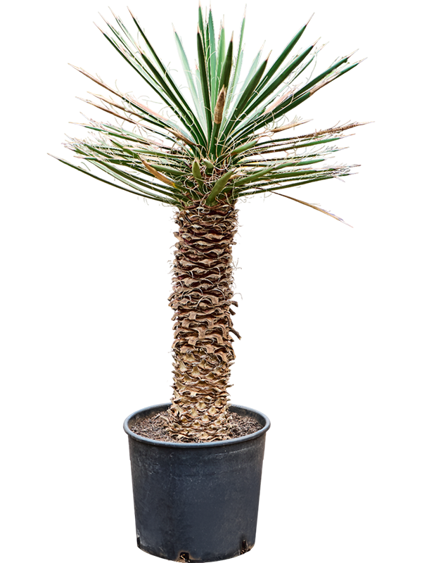 Planta naturala de exterior Stem D90xH100cm Yucca filifera PS37/29cm in pamant