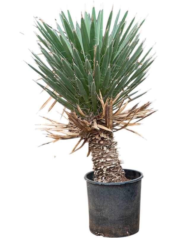 Planta naturala de exterior Stem D90xH100cm Yucca filifera PS37/29cm in pamant