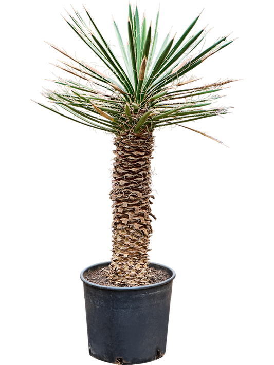 Planta naturala de exterior Stem D90xH100cm Yucca filifera PS37/29cm in pamant