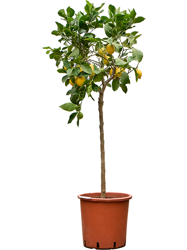 Planta naturala de exterior Stem D90xH170cm Citrus lemon PS33/30cm in pamant