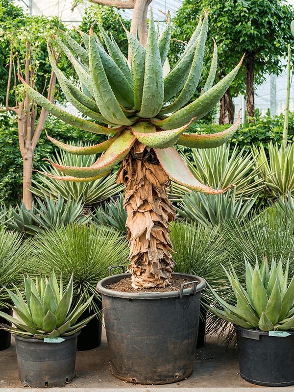 Planta naturala de exterior Stem D90xH180cm Aloe marlothii PS60/50cm in pamant