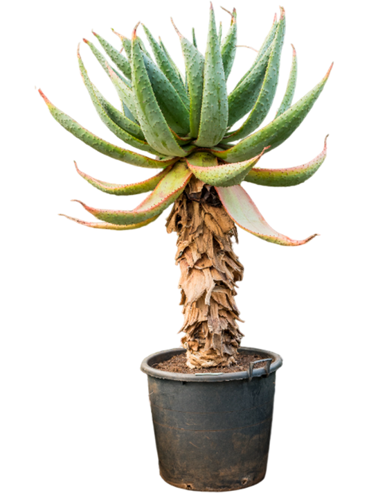 Planta naturala de exterior Stem D90xH180cm Aloe marlothii PS60/50cm in pamant