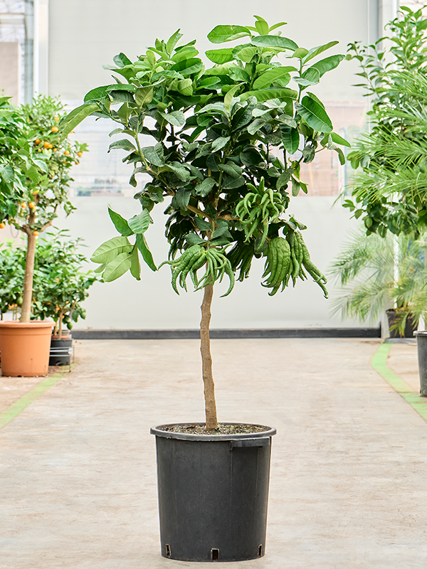 Planta naturala de exterior Stem D90xH180cm Citrus medica 'Mano Di Buddha' PS35/37cm in pamant