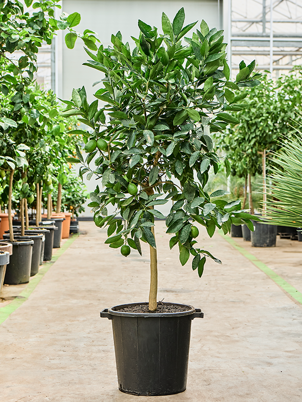 Planta naturala de exterior Stem D90xH190cm Citrus aurantifolia 'Green lime' PS37/33cm in pamant