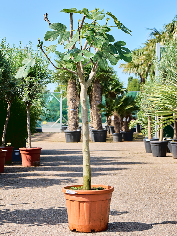 Planta naturala de exterior Stem D90xH210cm Ficus carica (180-240) PS46/37cm in pamant