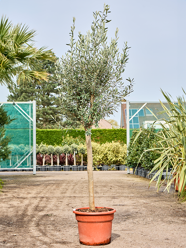 Planta naturala de exterior Stem D90xH225cm Olea europaea (200-250) PS45/35cm in pamant