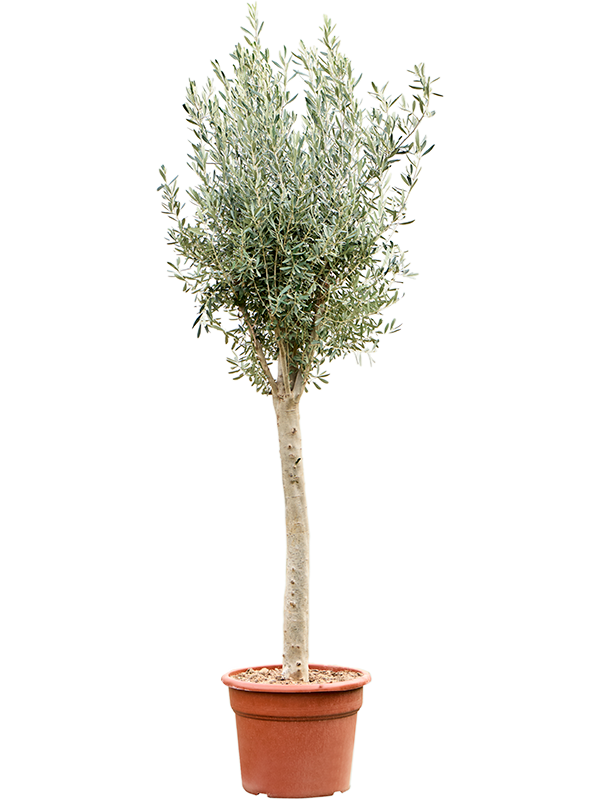 Planta naturala de exterior Stem D90xH230cm Olea europaea (200-260) PS48/37cm in pamant