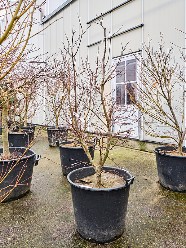 Planta naturala de exterior Verzweigt D110xH210cm Acer pal. 'Bloodgood' PS58/48cm in pamant
