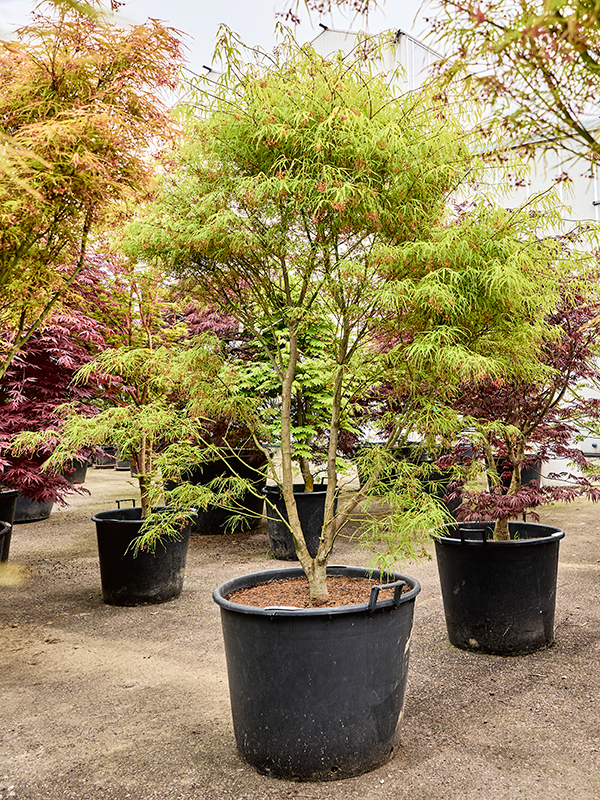 Planta naturala de exterior Verzweigt D125xH220cm Acer pal. 'Koto-No-Ito' PS70/50cm in pamant