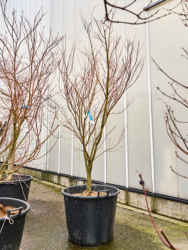 Planta naturala de exterior Verzweigt D140xH270cm Acer pal. 'Asahi Zuru' PS64/50cm in pamant
