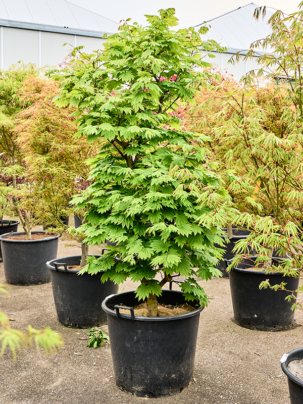 Planta naturala de exterior Verzweigt D140xH280cm Acer jap. 'Vitifolium' PS65/49cm in pamant