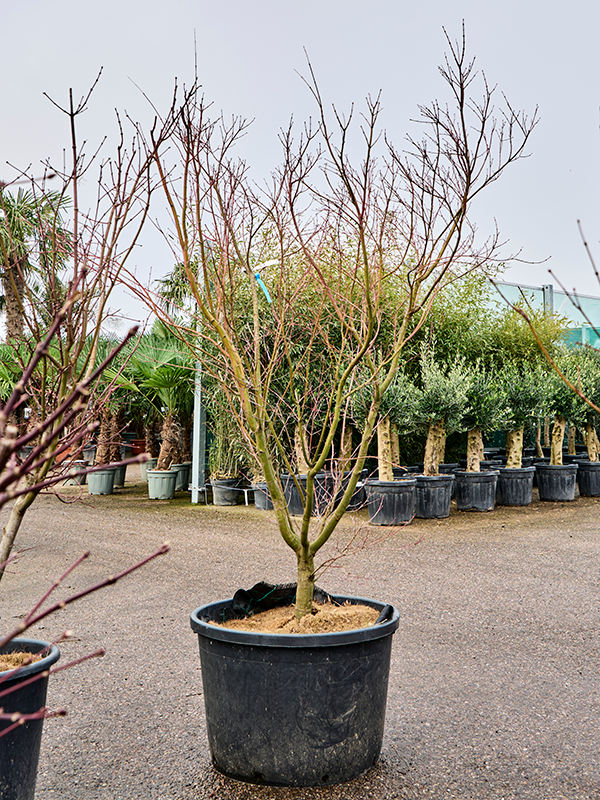 Planta naturala de exterior Verzweigt D150xH240cm Acer pal. 'Asahi Zuru' PS70/45cm in pamant