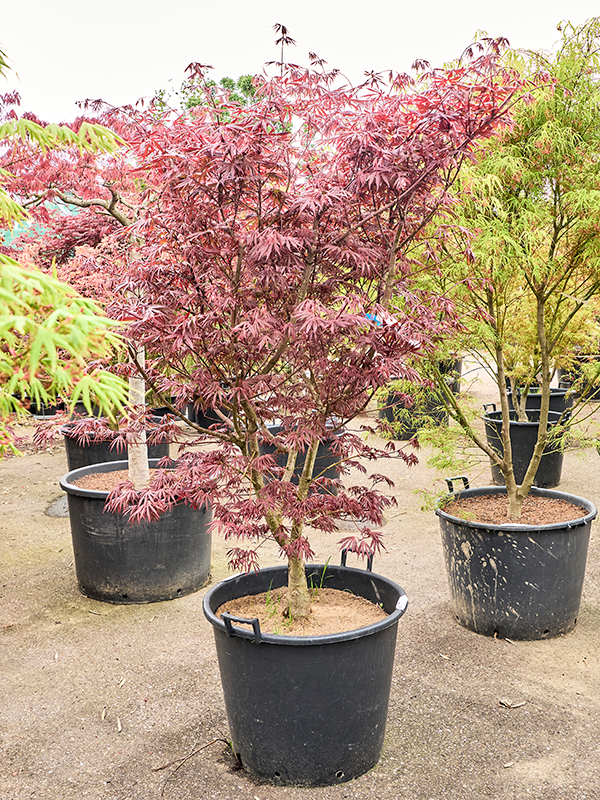 Planta naturala de exterior Verzweigt D170xH230cm Acer pal. 'Trompenburg' PS63/50cm in pamant