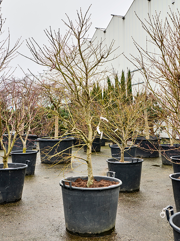Planta naturala de exterior Verzweigt D180xH260cm Acer pal. 'Atropurpureum' PS68/51cm in pamant