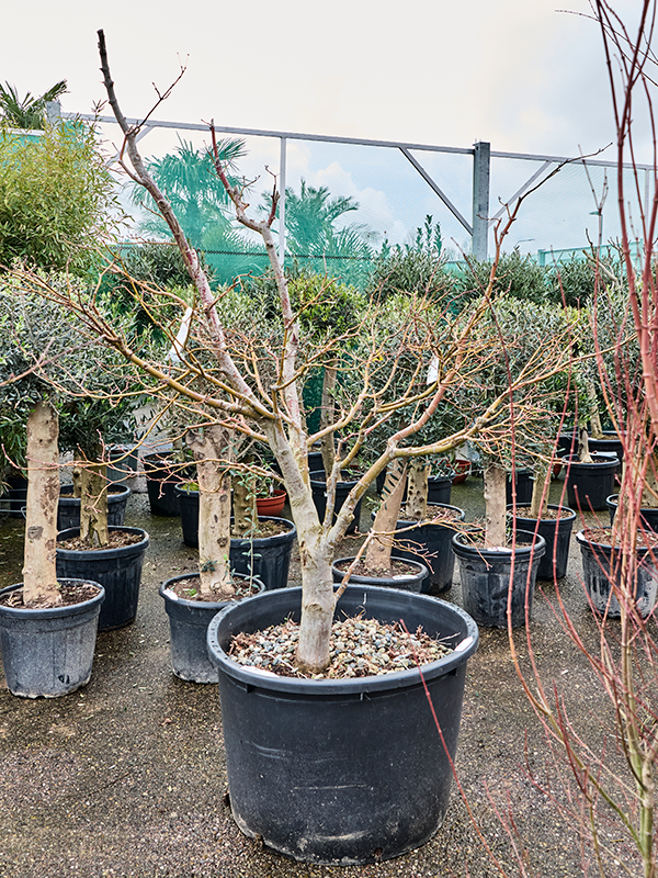 Planta naturala de exterior Verzweigt D220xH220cm Acer pal. 'Bloodgood' PS88/55cm in pamant