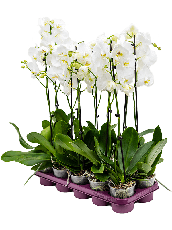 Planta naturala de interior 1-Branch White D25xH60cm Phalaenopsis PS12/11cm in pamant