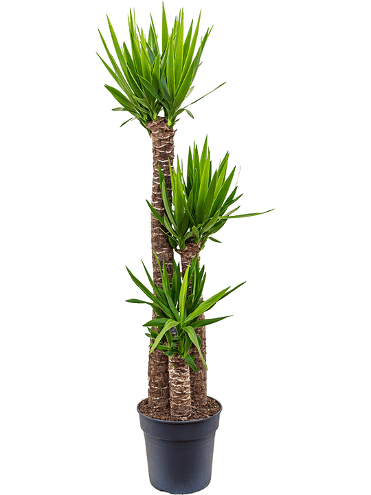Planta naturala de interior 120-90-45 D40xH160cm Yucca elephantipes PS30/28cm in pamant