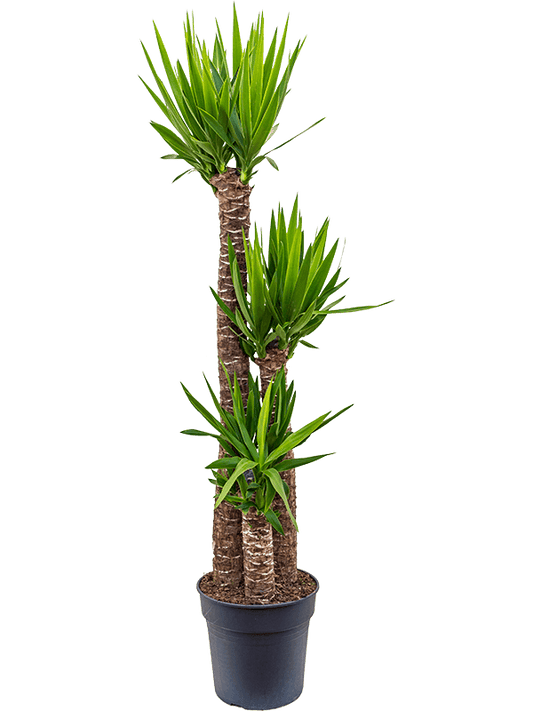 Planta naturala de interior 120-90-45 D40xH160cm Yucca elephantipes PS30/28cm in pamant