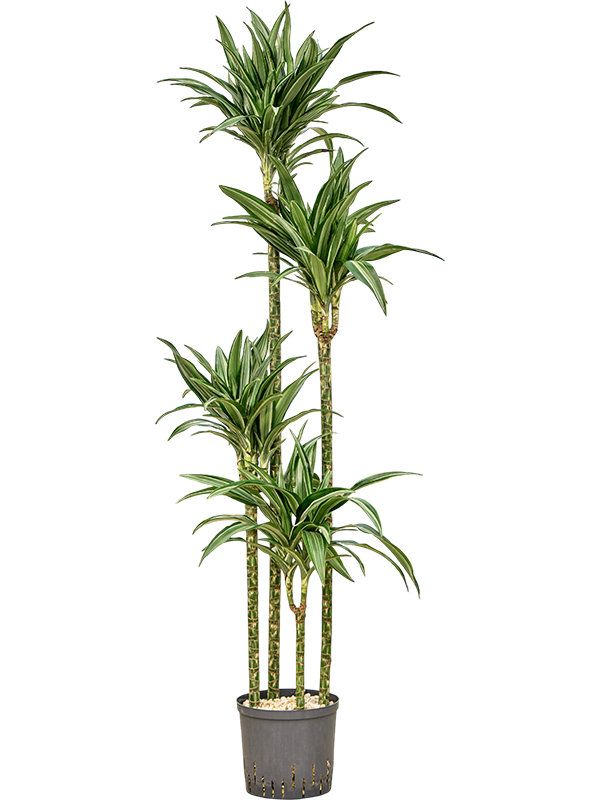 Planta naturala de interior 120-90-60-30 (Bims) D40xH180cm Dracaena fragrans 'Ulises' P22/19cm in hidrogranule