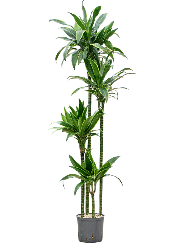 Planta naturala de interior 120-90-60-30 (Bims) D40xH190cm Dracaena fragrans 'Arturo' P22/19cm in hidrogranule