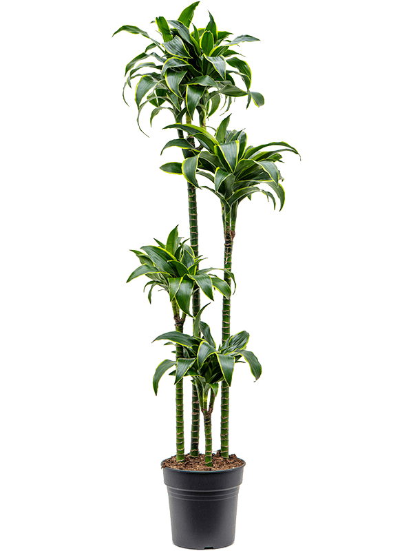 Planta naturala de interior 120-90-60-30 D35xH160cm Dracaena fragrans 'Dorado' PS27/25cm in pamant