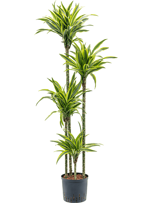 Planta naturala de interior 120-90-60-30 D35xH160cm Dracaena fragrans 'Lemon Lime' P22/19cm in hidrogranule